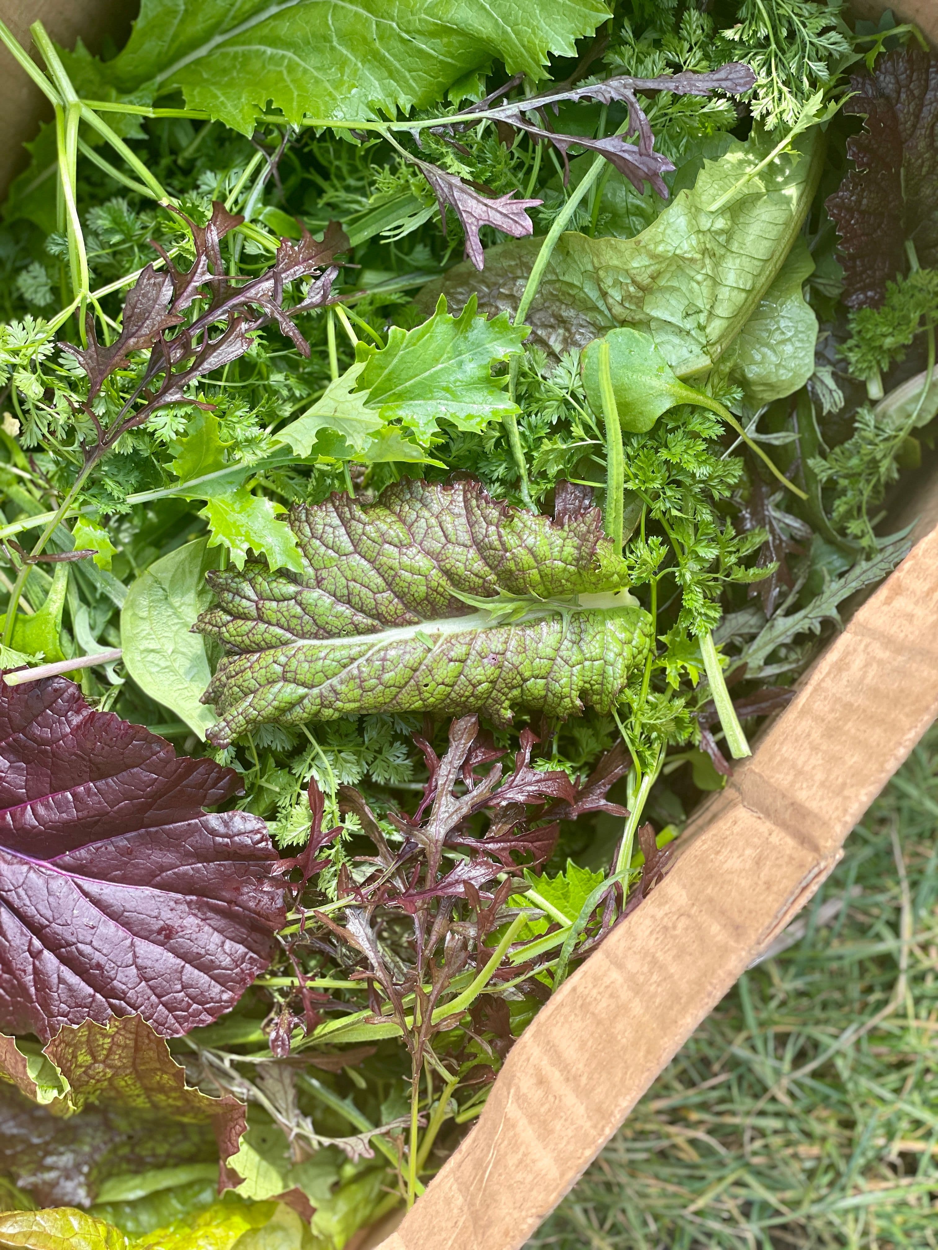 Salad Leaves